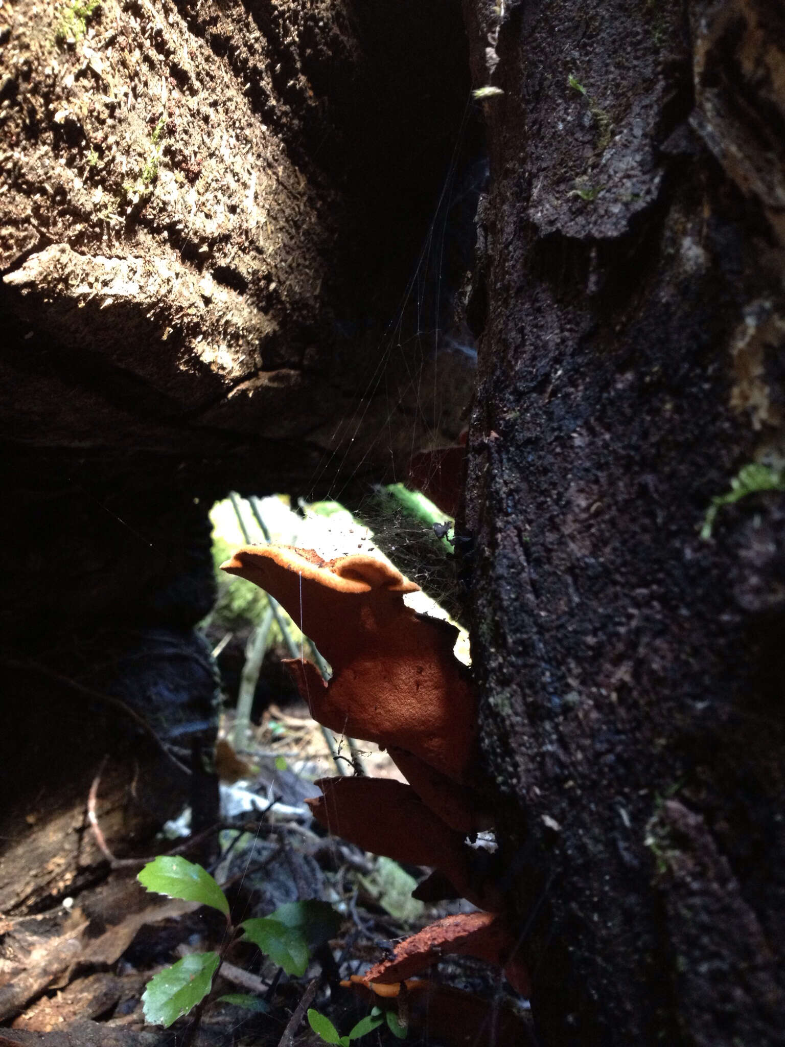 Image of Trametes coccinea (Fr.) Hai J. Li & S. H. He 2014