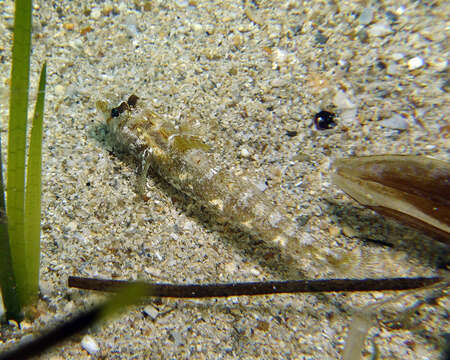 Plancia ëd Nesogobius pulchellus (Castelnau 1872)