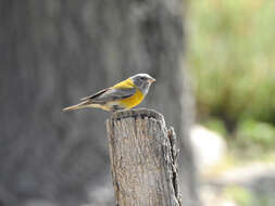 Image of Gray-hooded Sierra-Finch