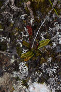 Image de Austroblechnum penna-marina subsp. alpina (R. Br.)