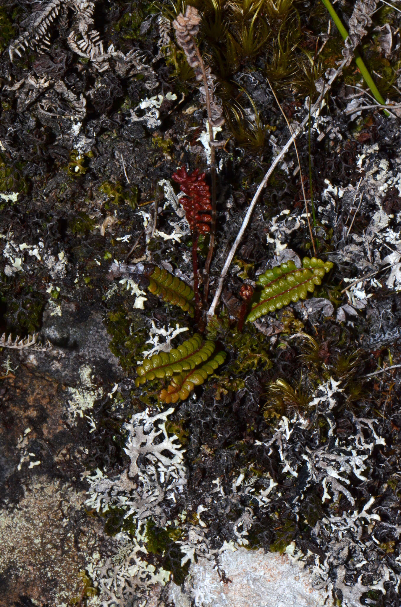 Plancia ëd Austroblechnum penna-marina subsp. alpina (R. Br.)