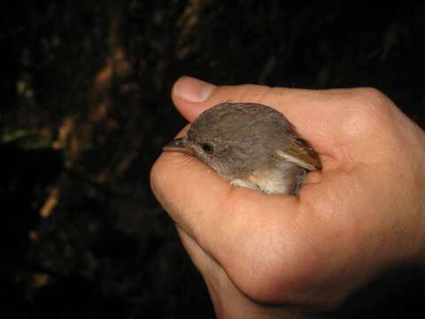 Image of Brown Fulvetta