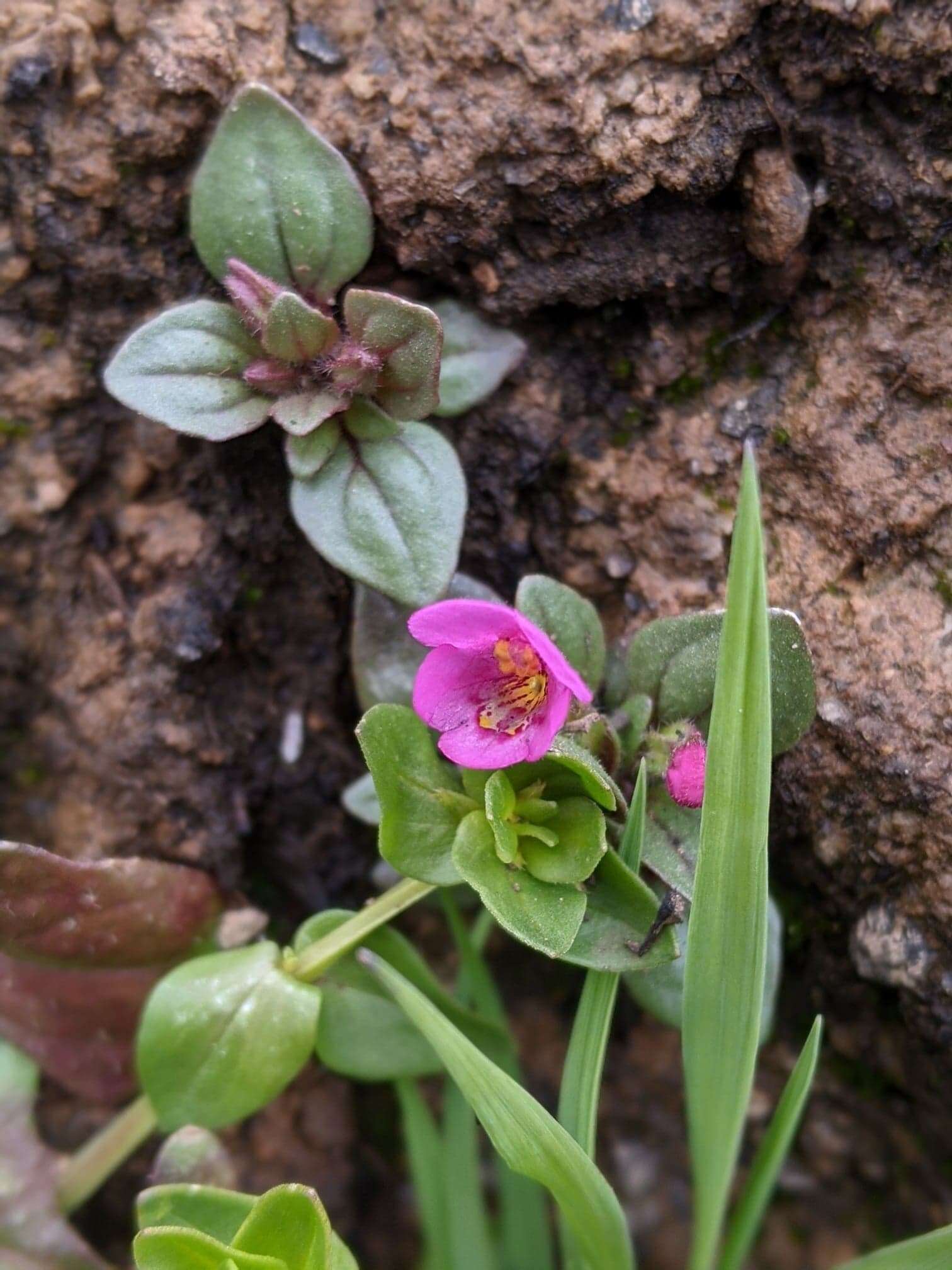 Image of Congdon's Monkey-Flower