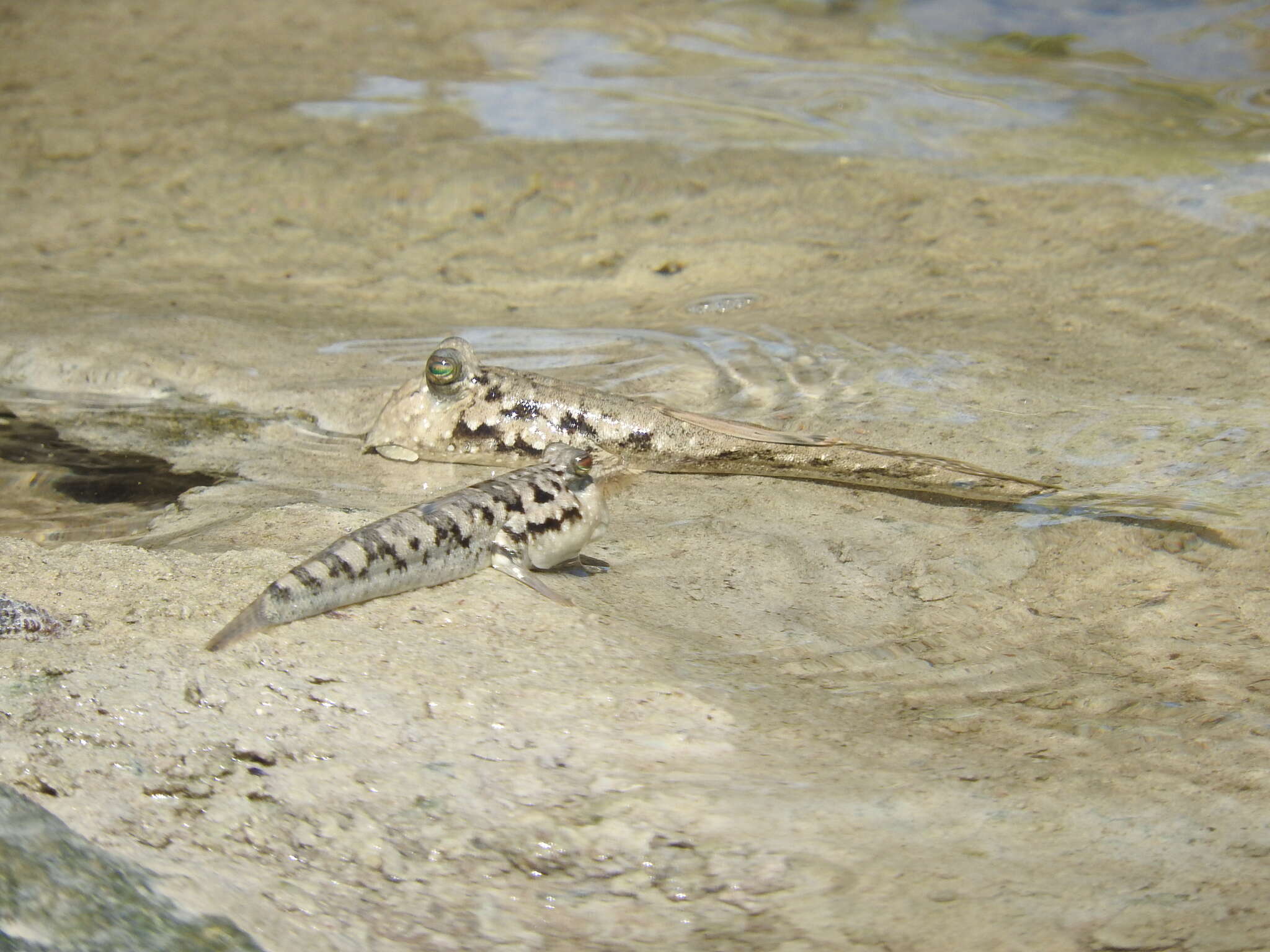 Image of Common mudskipper