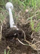 Image of Macrolepiota dolichaula (Berk. & Broome) Pegler & R. W. Rayner 1969