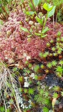 Imagem de Sphagnum capillifolium Hedwig 1782