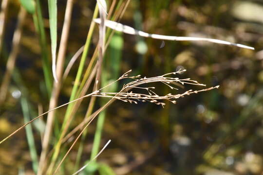 Image of Juncus gracillimus (Buch.) V. I. Krecz. & Gontsch.