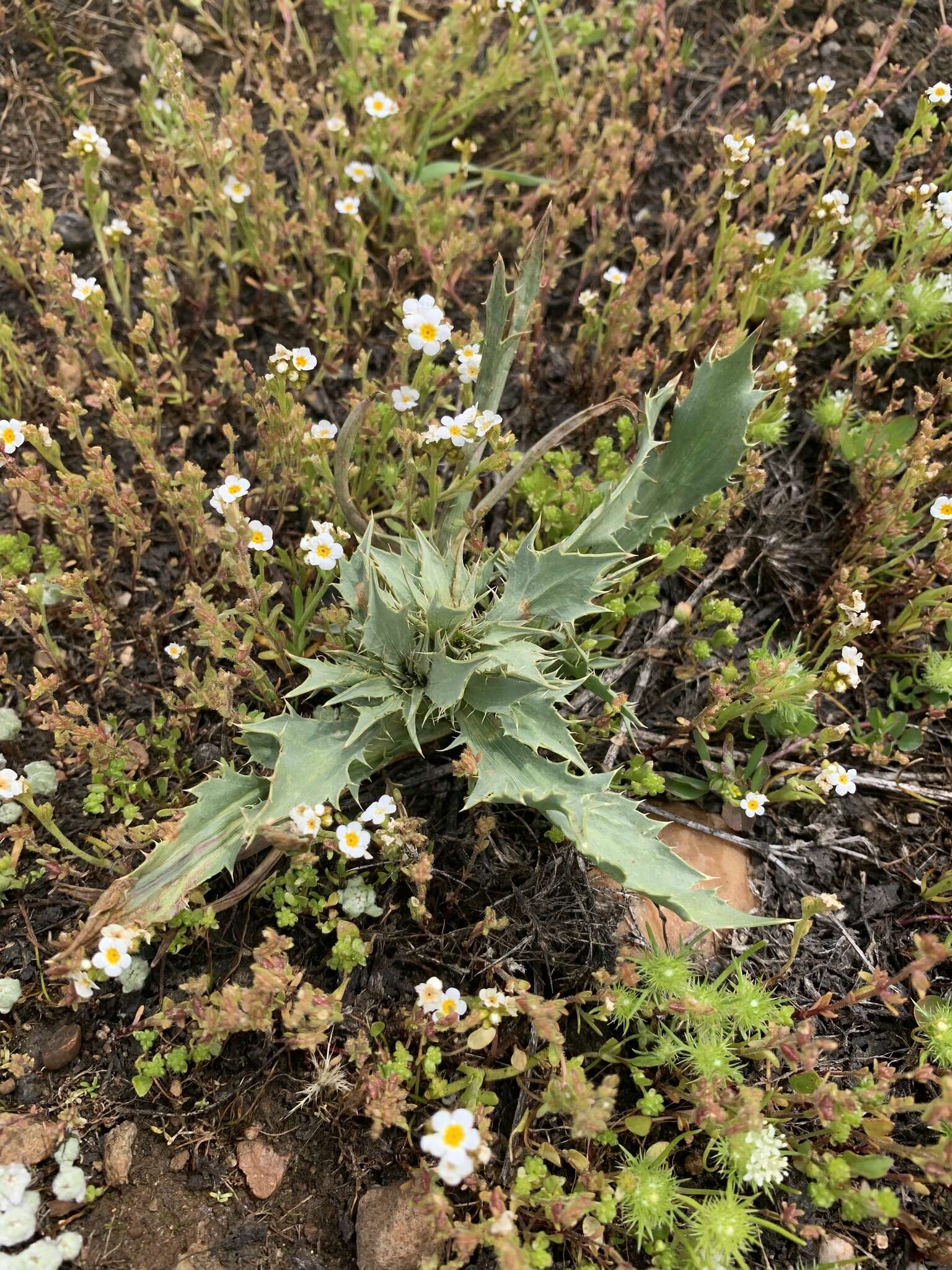 Eryngium petiolatum Hook. resmi