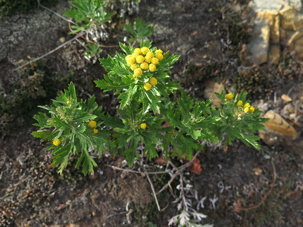 Image of Ajania pallasiana (Fisch. ex Bess.) Poljakov