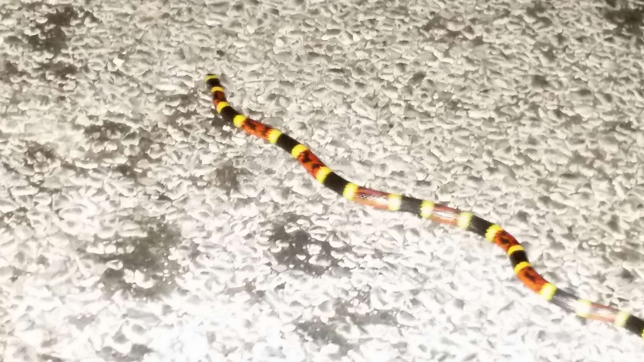 Image of Texas Coral Snake