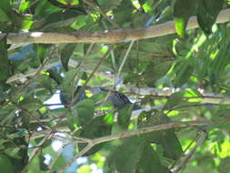 Image of Long-winged Antwren