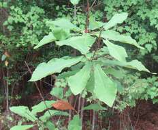 Image of pyramid magnolia