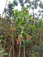 Image of Rubus roseus Poir.