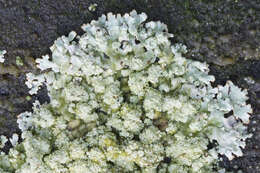 Image of bran lichen