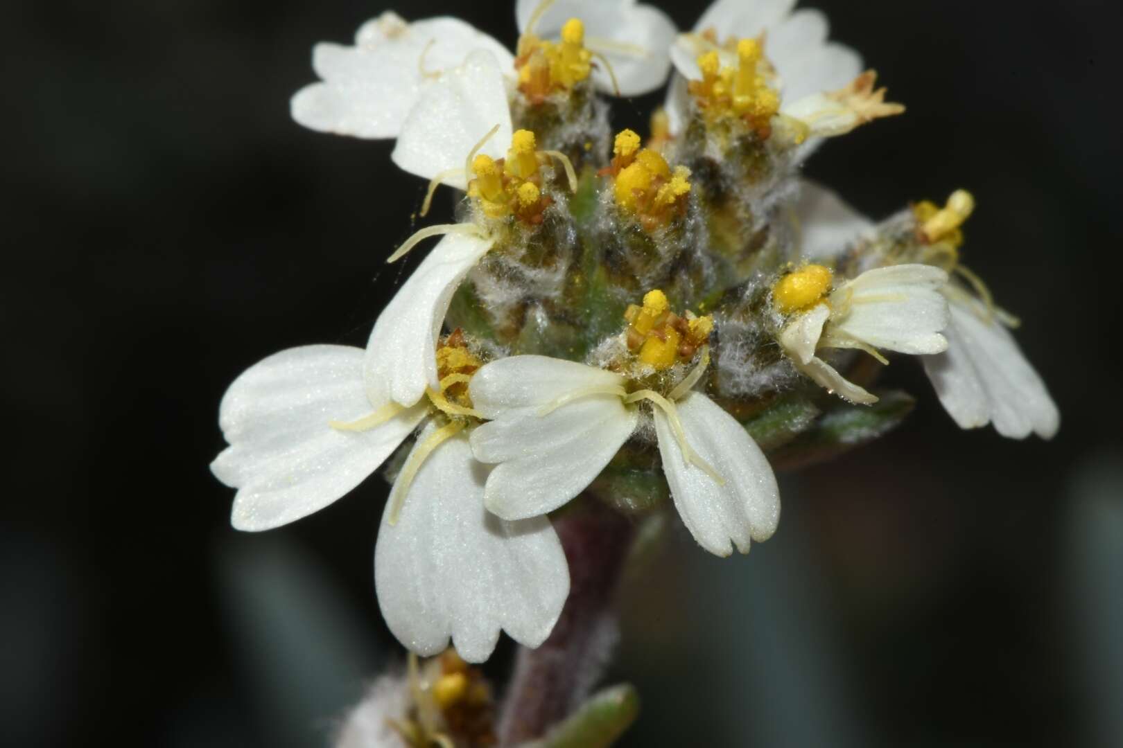 Eriocephalus macroglossus B. Nordenst.的圖片