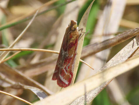 Ancylosis cinnamomella Duponchel 1836 resmi