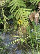 Image of roughleaf coneflower