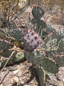 Image of Brownspine Pricklypear