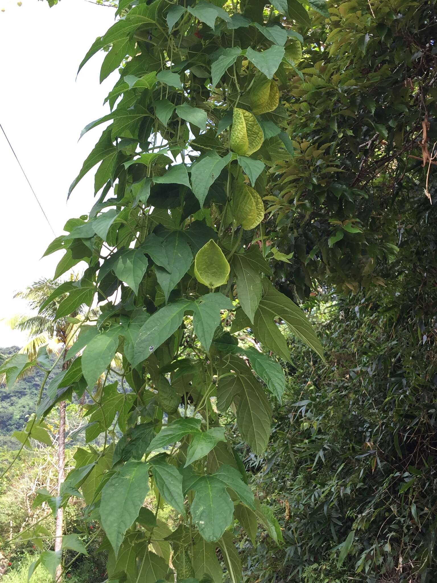 Imagem de Momordica cochinchinensis (Lour.) Spreng.