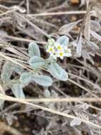 Image of Euploca ovalifolia (Forsk.) Diane & Hilger