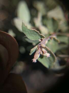 Image of Parish's snowberry