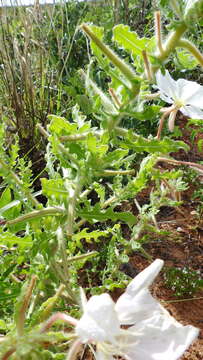 Oenothera engelmannii (Woot. & Standl.) Munz的圖片