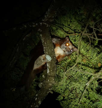 Image of Red And White Giant Flying Squirrel