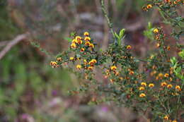 Image of <i>Daviesia ulicifolia</i> subsp. <i>ruscifolia</i>