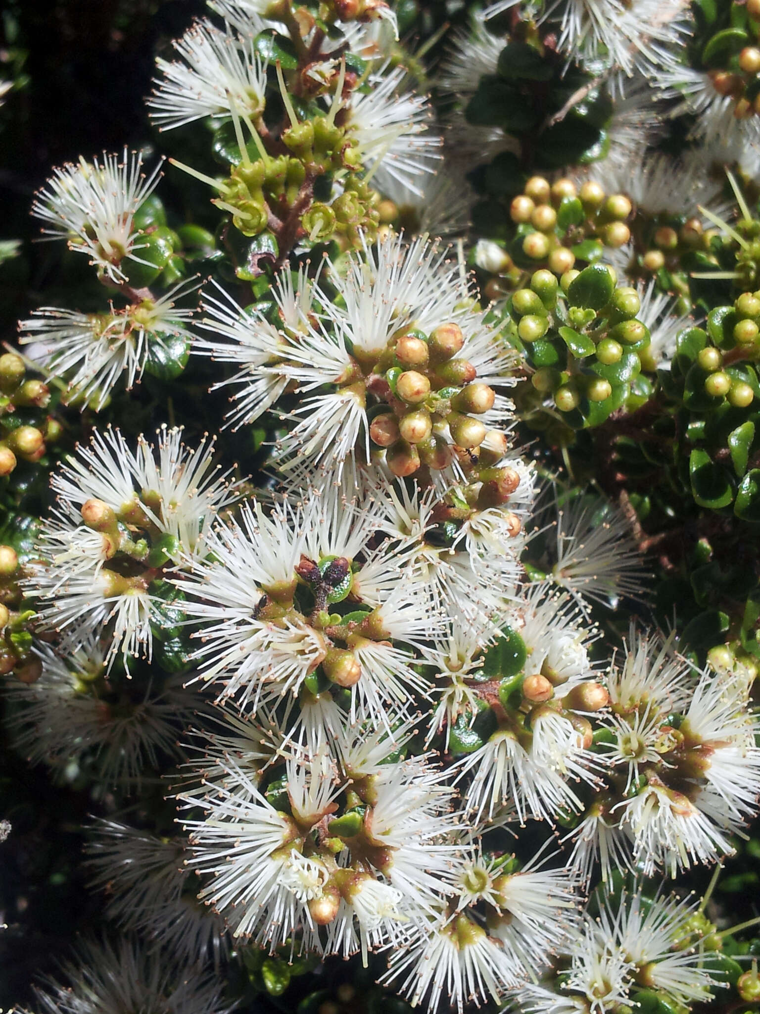 Image of Metrosideros perforata (J. R. & G. Forst.) A. Rich.