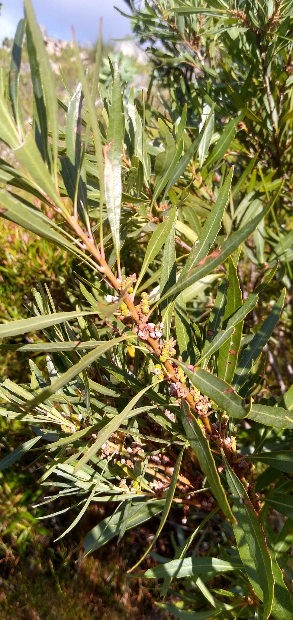 Image of Morella integra (A. Chev.) D. J. B. Killick