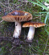 Image of Russula acrolamellata McNabb 1973