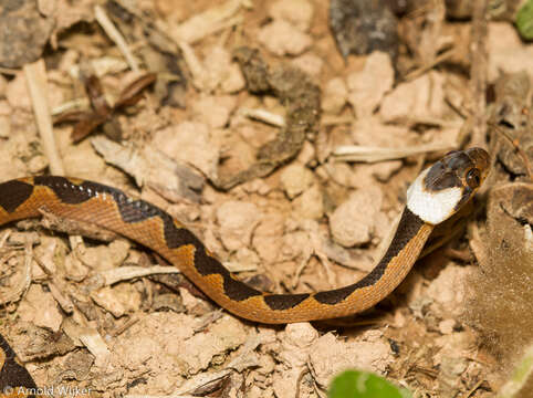 Image of Banded Cat-eyed Snake