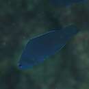 Image of Blue devilfish