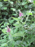 Image of Stachys ambigua Sm.