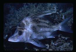 Image of Brown-spotted boarfish