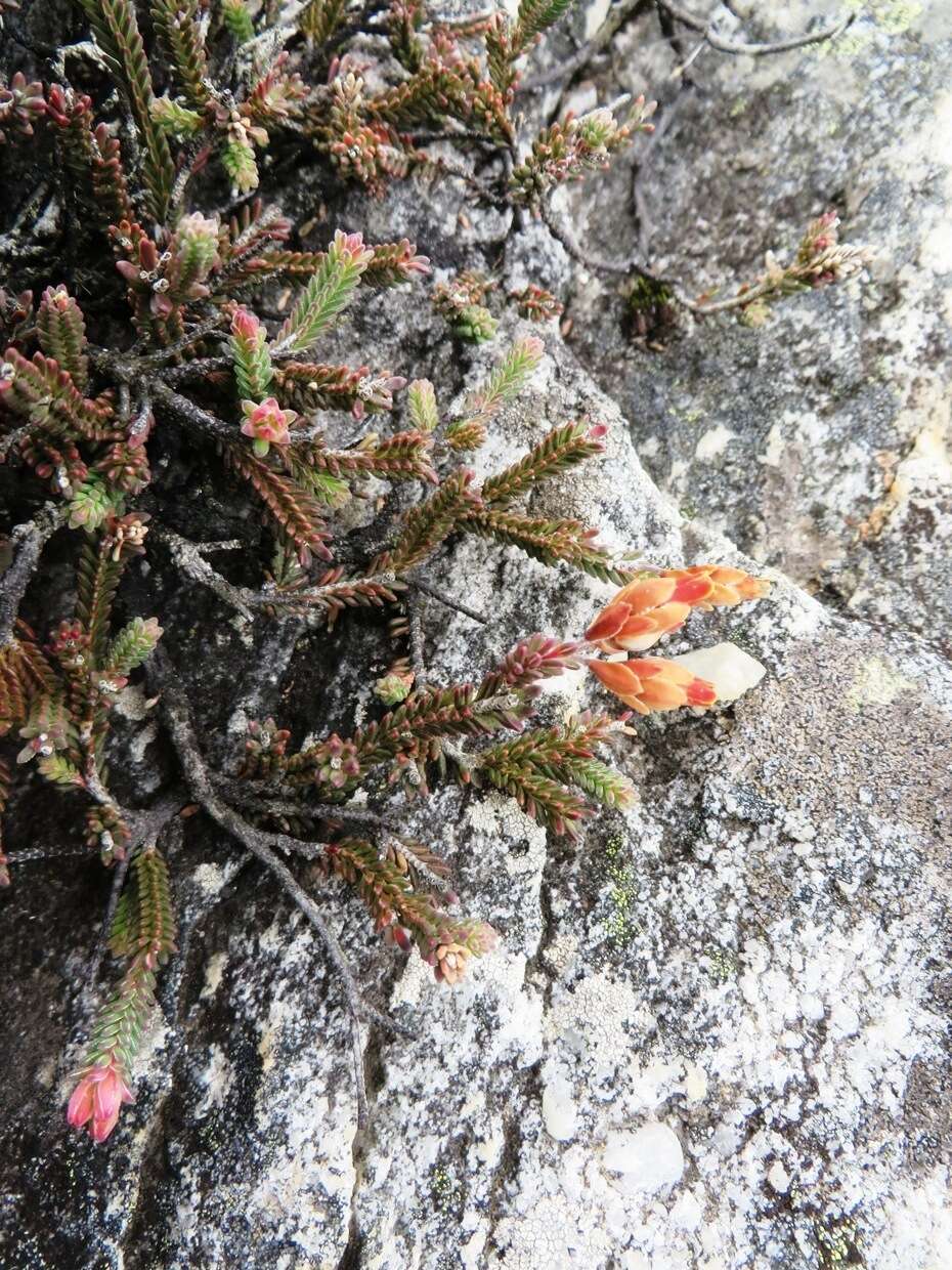 Erica goatcheriana var. petrensis L. Bol. resmi