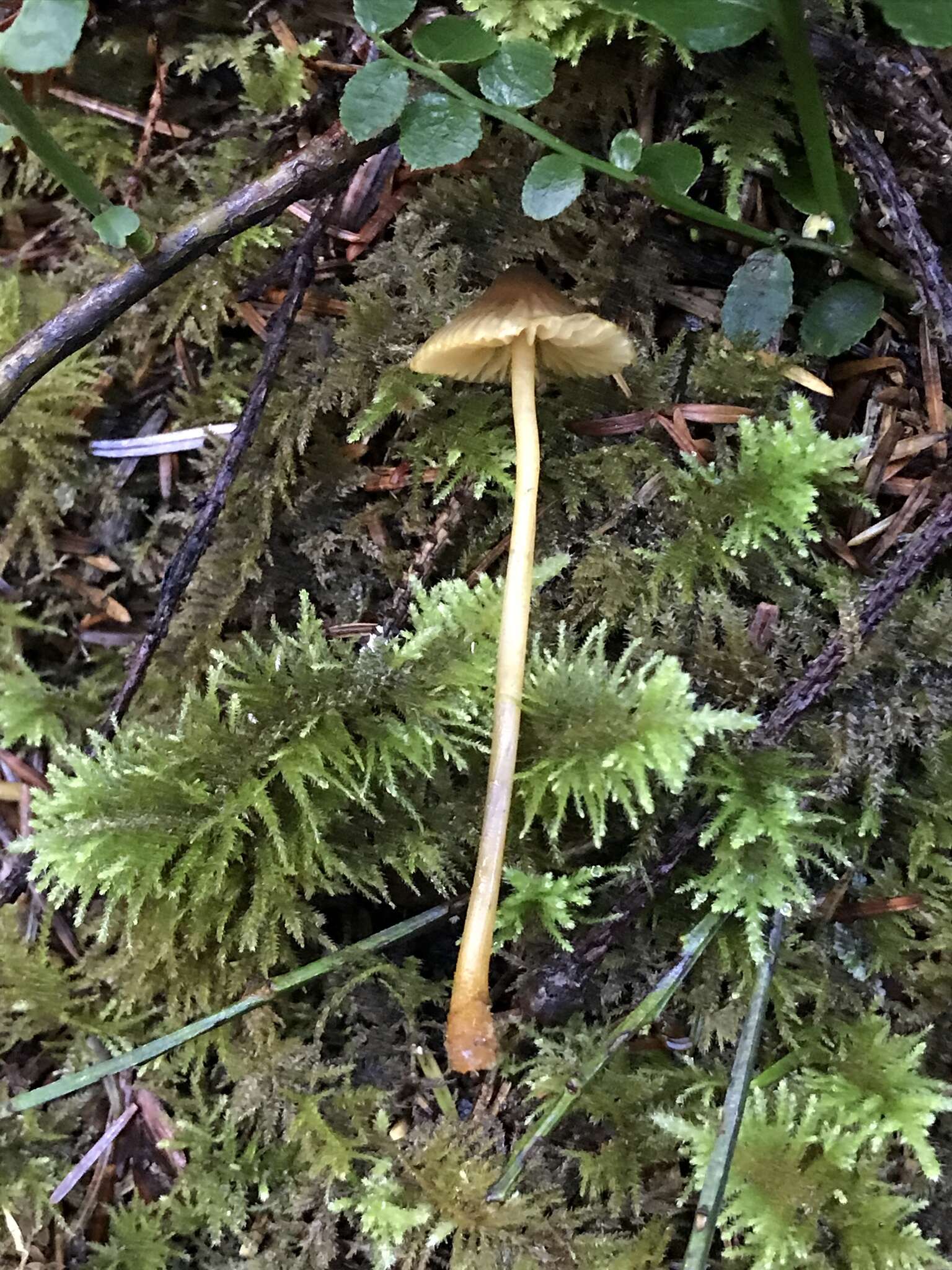 Image of Golden-edge Bonnet