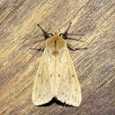 Image of Spilosoma fumida Wileman 1910