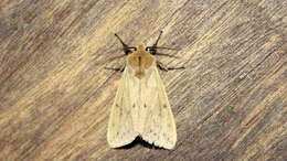 Image of Spilosoma fumida Wileman 1910