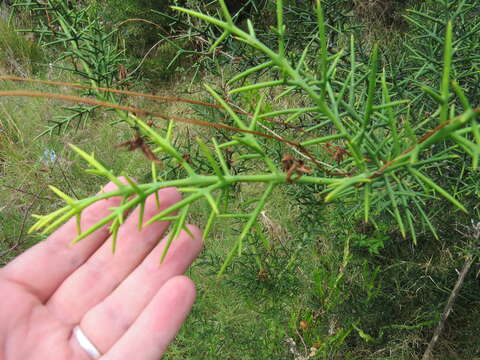 Imagem de Colletia spinosissima J. F. Gmel.