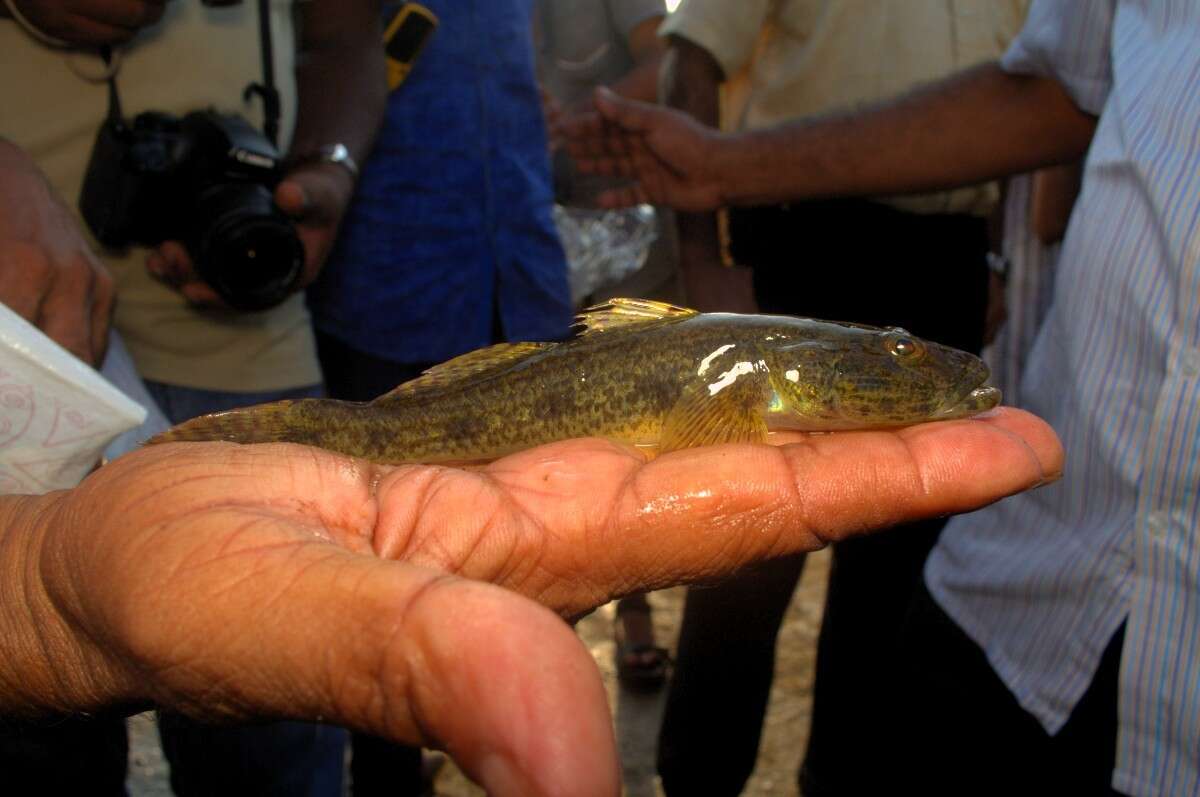 Plancia ëd Glossogobius