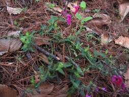 Imagem de Salvia angustiarum Epling