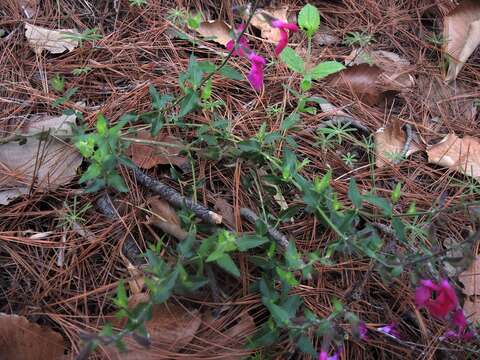 Image of Salvia angustiarum Epling