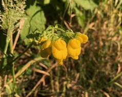 Image of Calceolaria dentata Ruiz & Pav.