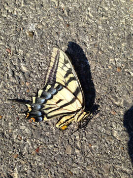 Image of Two-tailed Swallowtail