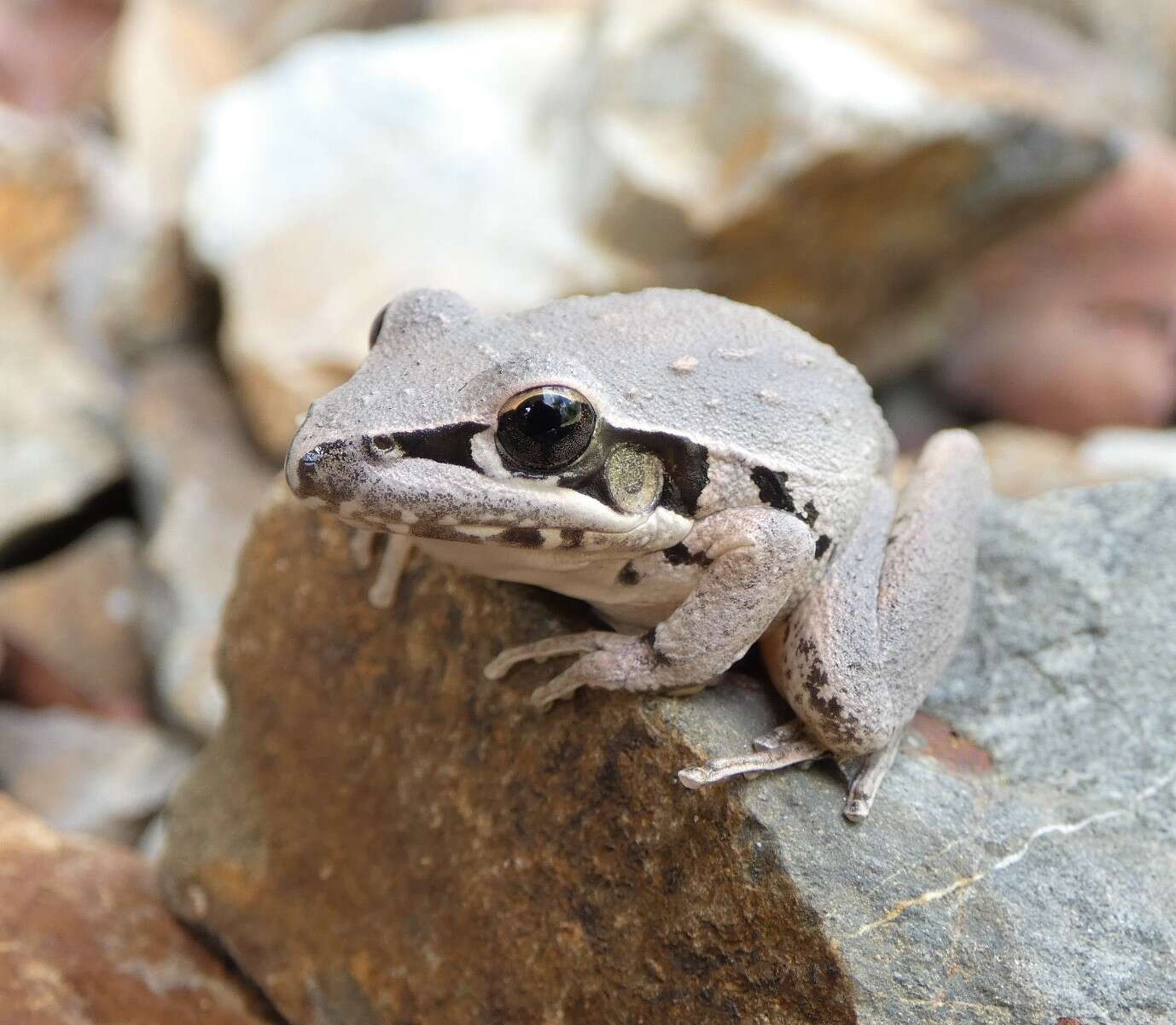 Litoria latopalmata Günther 1867的圖片