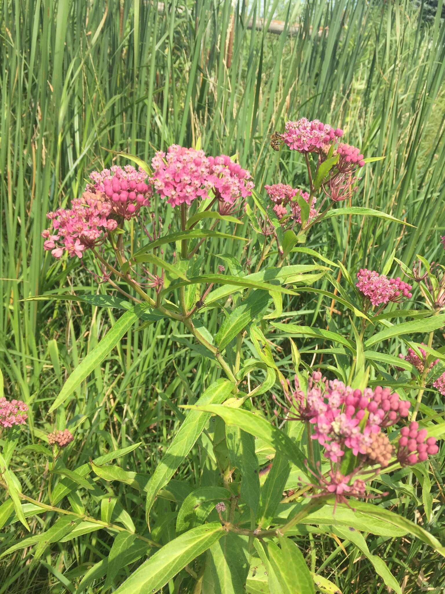 Sivun Asclepias incarnata subsp. incarnata kuva