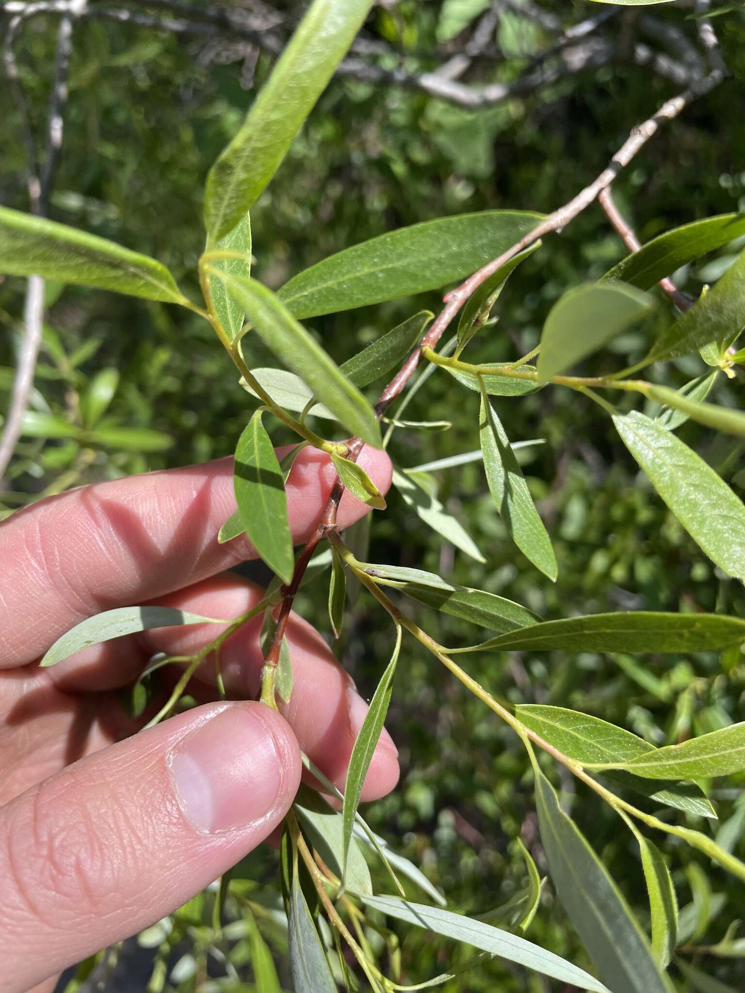 Sivun Salix geyeriana Anderss. kuva