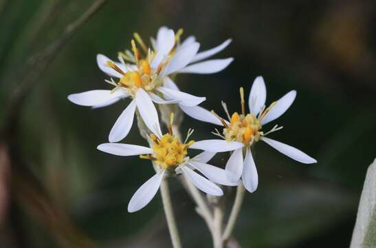 Image of Olearia cydoniifolia (DC.) Benth.