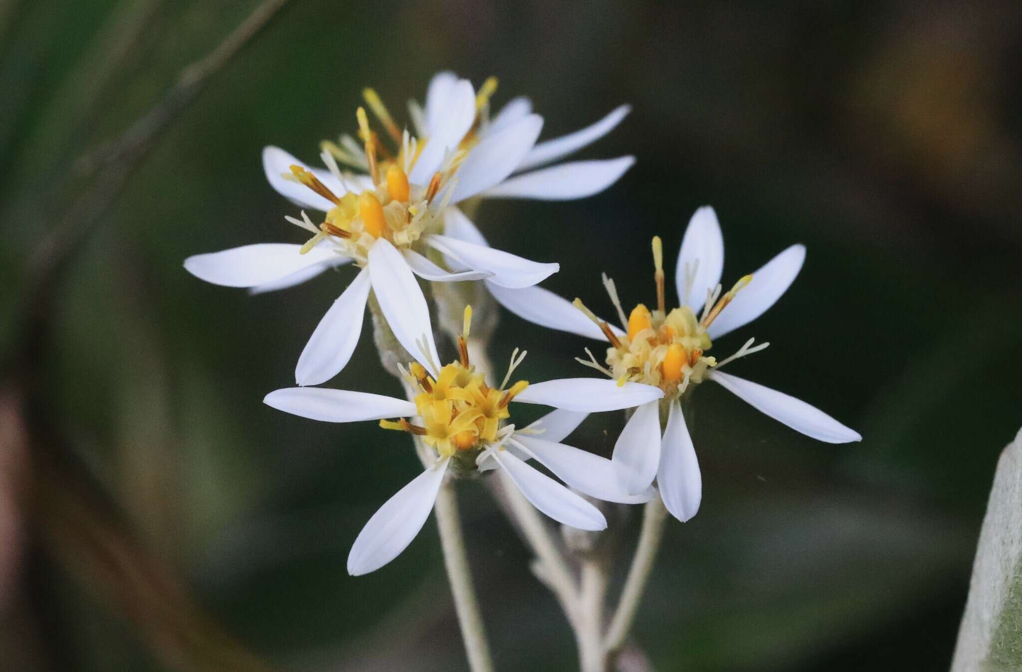 Sivun Olearia cydoniifolia (DC.) Benth. kuva